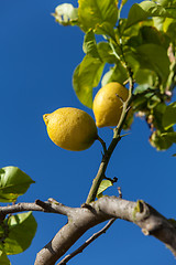 Image showing fresh lemons on lemon tree blue sky nature summer