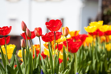 Image showing beautiful colorful yellow red tulips flowers 