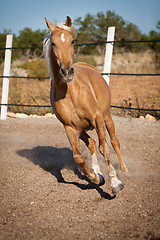 Image showing beautiful blond cruzado horse outside horse ranch field