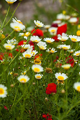 Image showing beautiful poppy field in red and green landscape 