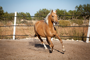 Image showing beautiful blond cruzado horse outside horse ranch field