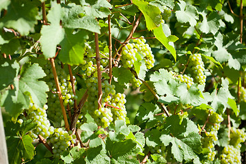 Image showing green and red grapevine outdoor in autumn summer 