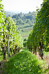 Image showing green and red grapevine outdoor in autumn summer 