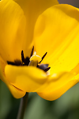 Image showing beautiful colorful yellow red tulips flowers 