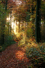 Image showing autumn forest scenery