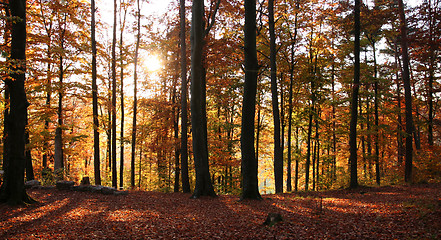 Image showing autumn forest scenery