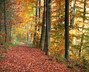 Image showing autumn forest scenery