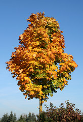 Image showing tree top