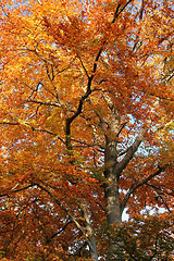 Image showing orange treetop