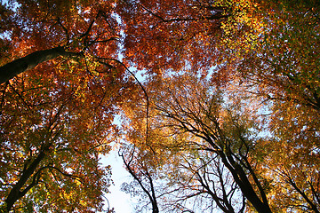 Image showing colorful treetops