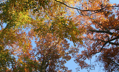 Image showing autumn forest scenery