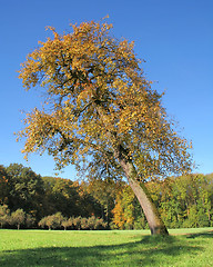 Image showing incline tree