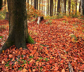 Image showing autumn forest scenery