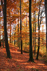 Image showing autumn forest scenery