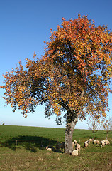 Image showing autumn scenery