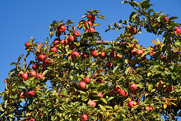 Image showing apple tree