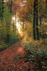 Image showing autumn forest scenery