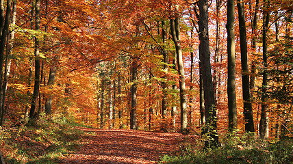 Image showing autumn forest scenery