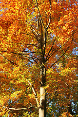 Image showing orange treetop