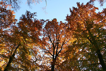 Image showing colorful treetops