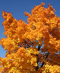 Image showing orange treetop