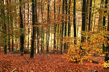 Image showing idyllic autumn forest scenery