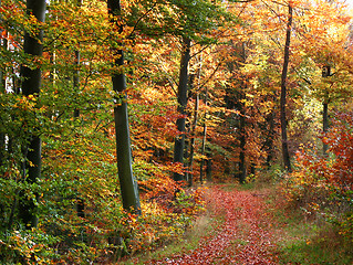 Image showing autumn forest scenery