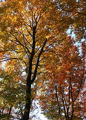 Image showing colorful treetops