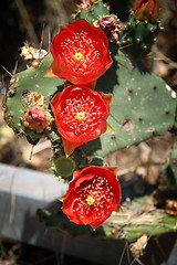 Image showing Cactus flowers