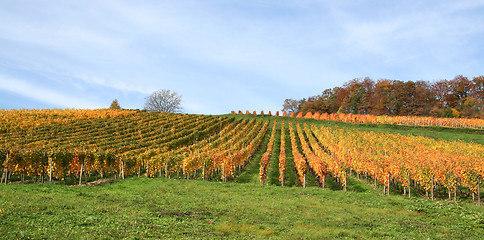 Image showing autumn vineyard scenery