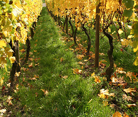 Image showing autumn vineyard scenery