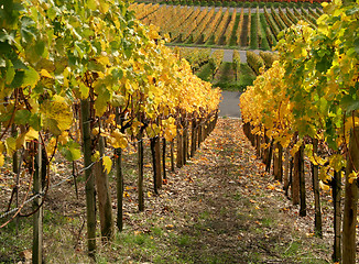 Image showing autumn vineyard scenery