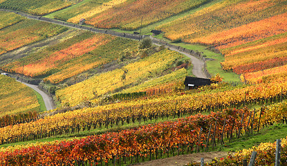 Image showing autumn vineyard scenery