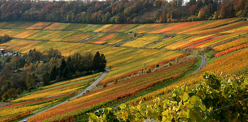 Image showing autumn vineyard scenery