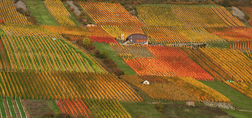 Image showing autumn vineyard scenery