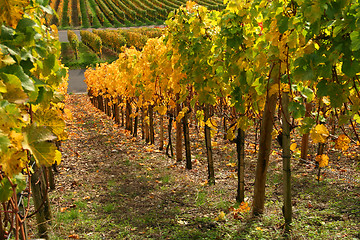 Image showing autumn vineyard scenery