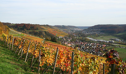 Image showing autumn vineyard scenery