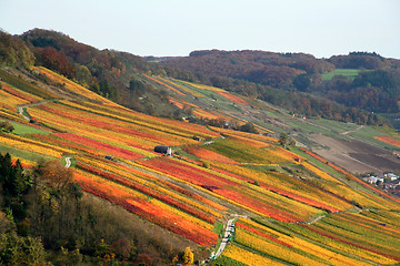 Image showing autumn vineyard scenery