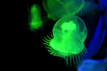 Image showing Green jellyfish