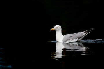 Image showing herring gull