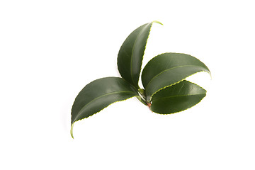 Image showing fresh tea leaves isoalted on the white background