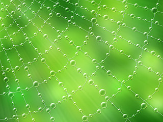 Image showing Cobweb after rain, illustration