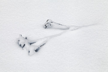 Image showing Dry grass covered with snow