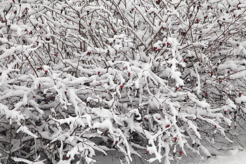 Image showing Bush covered with snow