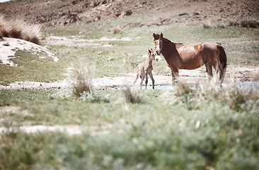 Image showing Two horses