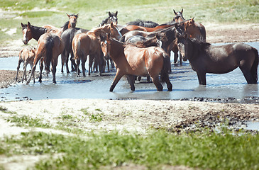 Image showing Herd of horses