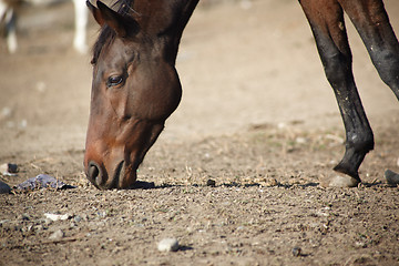 Image showing Horse