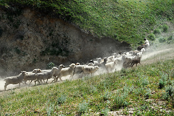 Image showing Running sheep