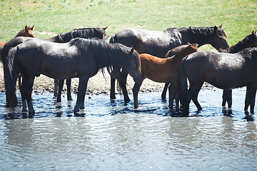 Image showing Herd of horses