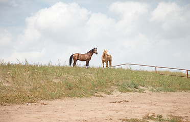 Image showing Two horses